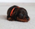 /album/fotogalerie-vrhu-i/i-litter-3-weeks-innocent-006-jpg/